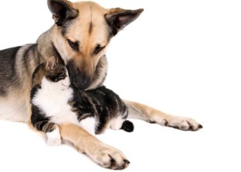 Названы болезни, которыми можно заразиться от домашних питомцев