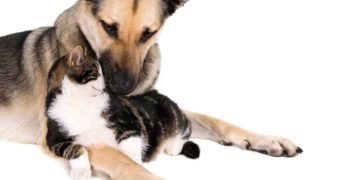 Названы болезни, которыми можно заразиться от домашних питомцев