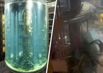 «Дико жаль рыб». В Берлине лопнул самый большой в мире цилиндрический аквариум