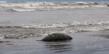 «Это второй такой массовый случай». Каспийские тюлени могли погибнуть от удушья
