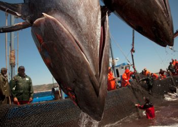 На безрыбье. Как оценка эффективности рыбных квот повлияет на закон «О рыболовстве»