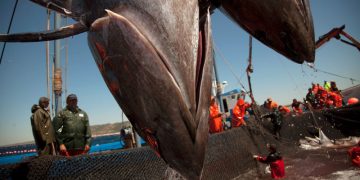 На безрыбье. Как оценка эффективности рыбных квот повлияет на закон «О рыболовстве»