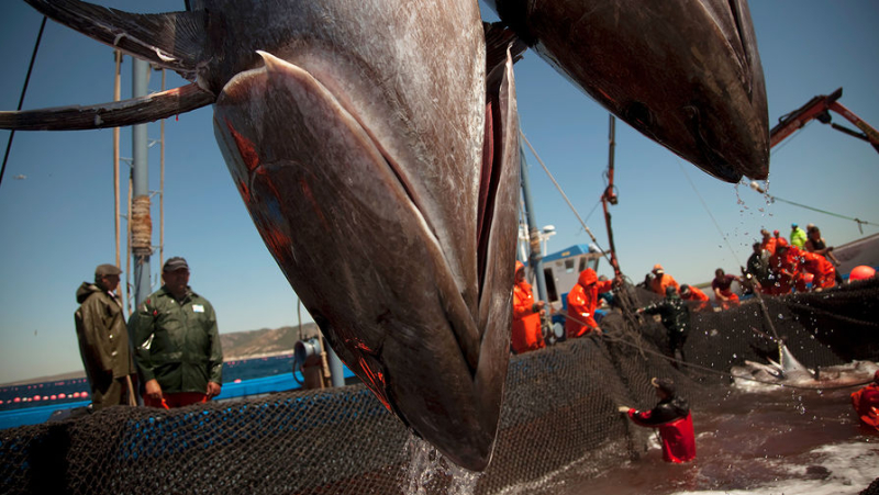 На&nbsp;безрыбье. Как оценка эффективности рыбных квот повлияет на&nbsp;закон &laquo;О рыболовстве&raquo; 
