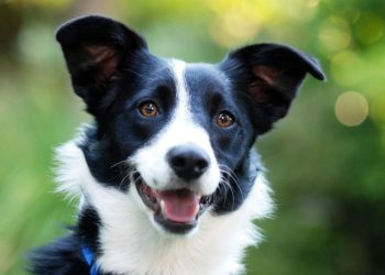 Ветеринар: большинство праздничных блюд опасно для вашего питомца