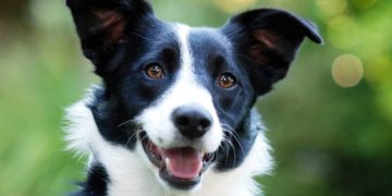 Ветеринар: большинство праздничных блюд опасно для вашего питомца